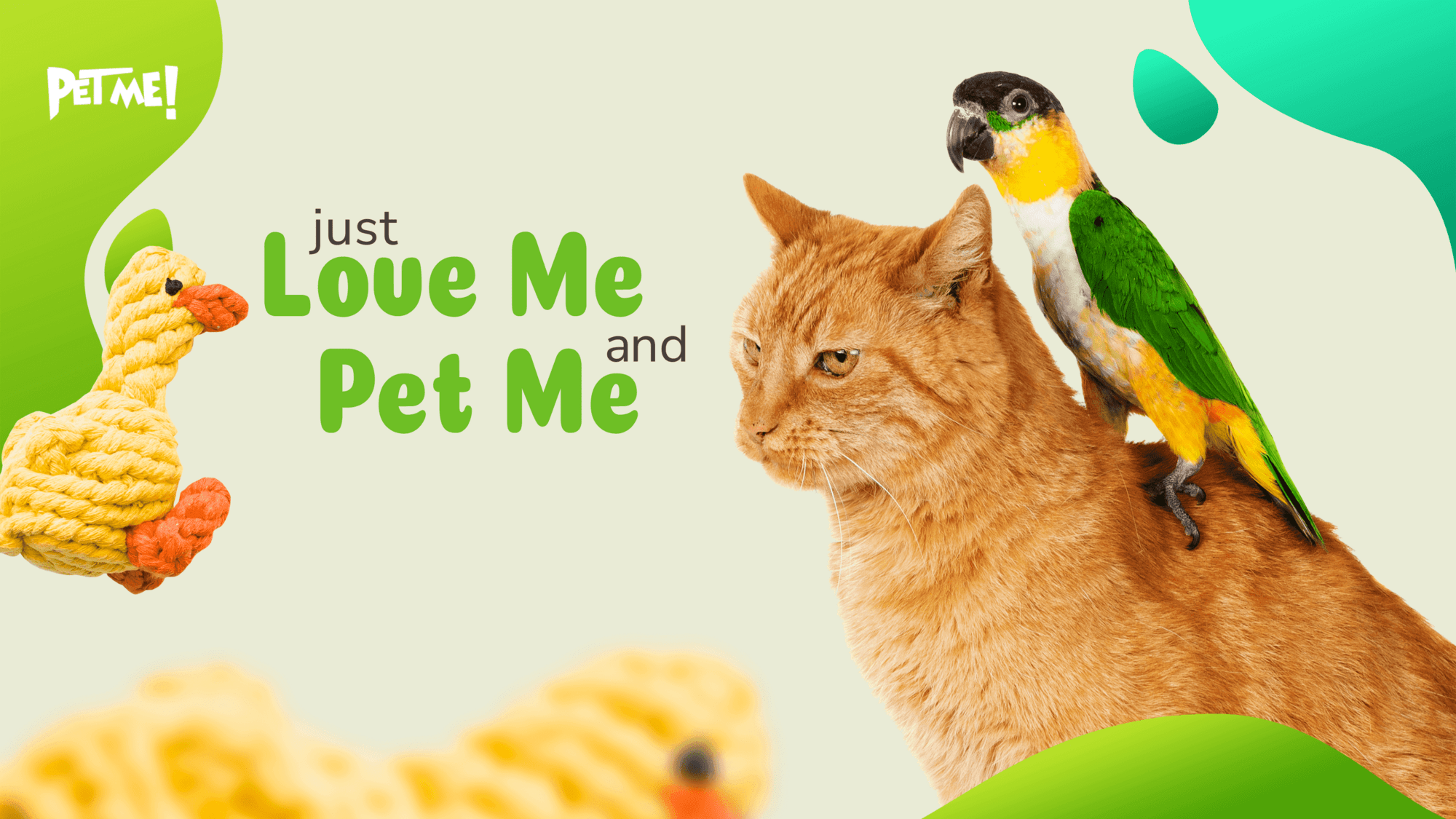 Vẹt, vẹt cảnh, chim vẹt, shop bán vẹt uy tín, shop bán vẹt giá rẻ